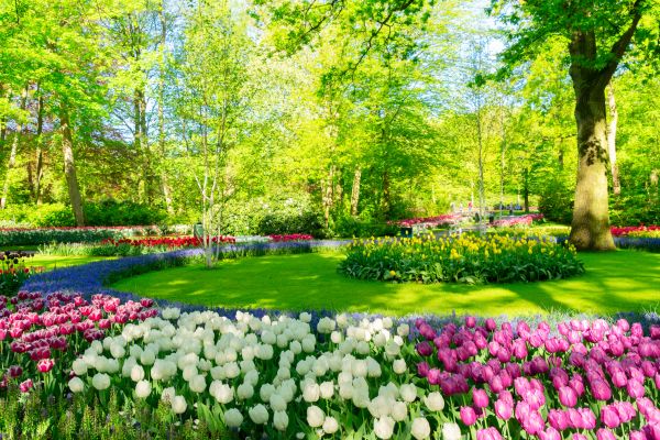 Spring Lawn Care in Lynnwood