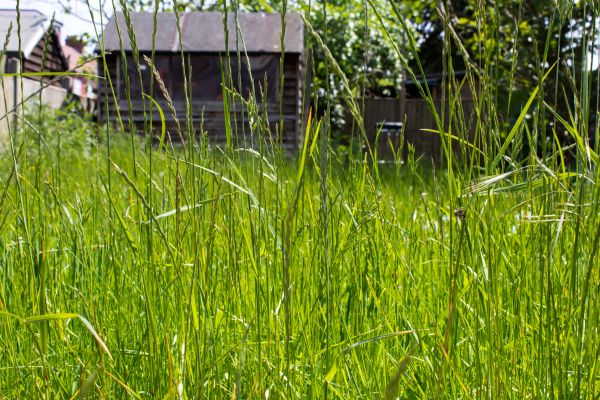 Overgrown Lawn Trimming in Lynnwood