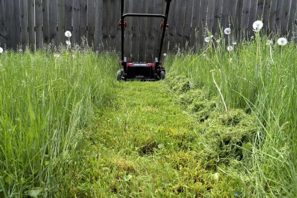 High Grass Mowing in Lynnwood