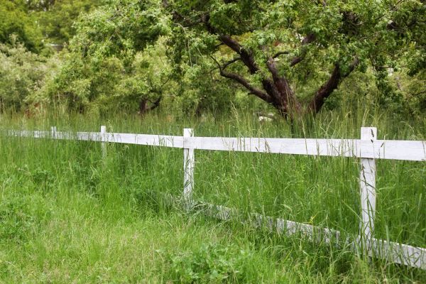 Cost of Fence Line Trimming in Lynnwood