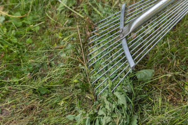 Thatch Raking in Lynnwood