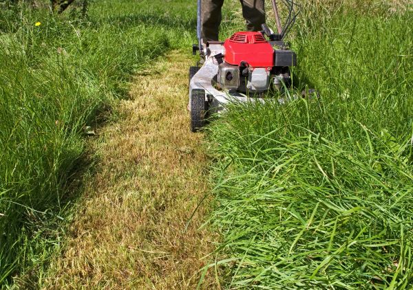 Cost of Leaf Mowing in Lynnwood