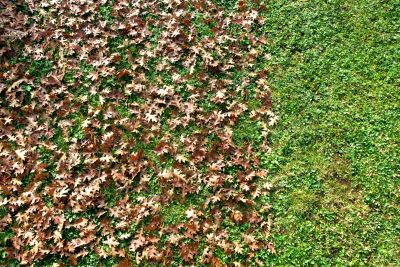 Benefits of Regular Leaf Clearing