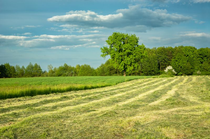 Tall Grass Cutting